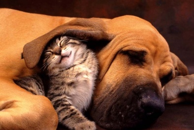 Chó hay mèo thông minh hơn